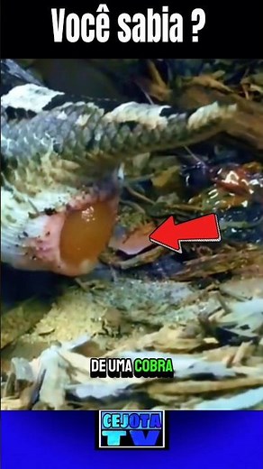 O NASCIMENTO IMPRESSIONANTE DE UMA COBRA OVOVIVÍPARA!