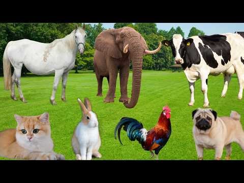 Farm Animal Care: Dog, Horse, Rabbit, Cow, Chicken, Buffalo, Sheep, Duck, Pig, Cat-Animal Life