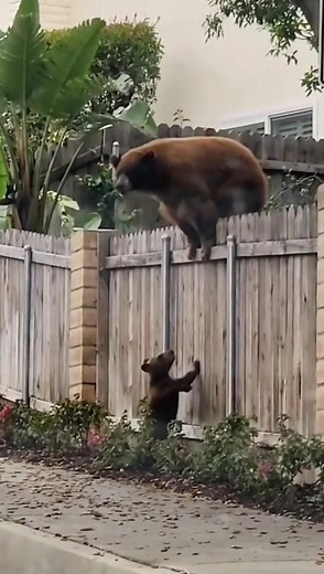 362K views · 1.5K reactions | Mother Bear's Tender Lesson: Guiding Her Cubs Up the Climb | Bagh Dushkhel | Facebook
