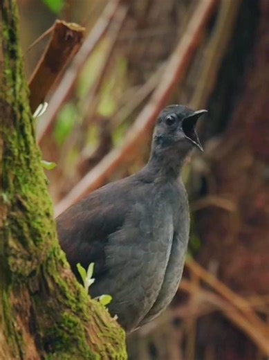 Experience the Tranquility of Nature's Sounds