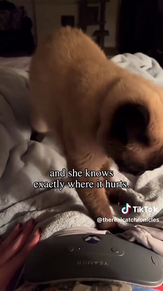 Sweet Cat Biscuits: A Comfort for Every Mood