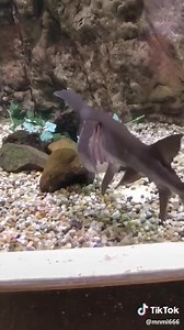 💦 🦈 Paddle Fish 🦈 💦 | AKVARYUM Bilgi Paylasim