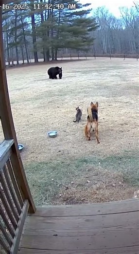 Dog vs bear