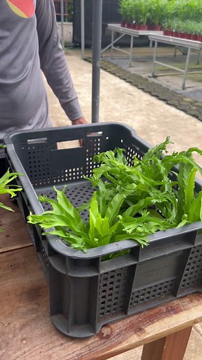 New Species from Agrikultura Asplenium antiquum Osaka, a cultivated compact variety of Japanese Bird’s Nest Fern. This species has an upright rosette of long shiny green leaves that have a ruffled, wavy edge, giving it a highly decorative appearance. Available from Agrikultura distributors. Grown with care. Solidly rooted. | Agrikultura