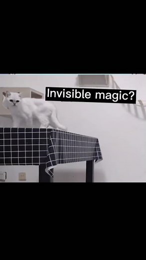 Cat double jumps mid-air