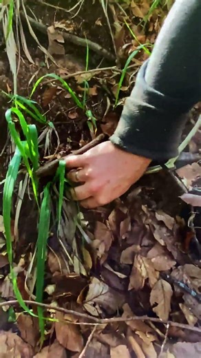 Hiking For Mushrooms