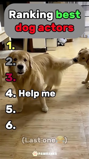 Top 5 dog actors🐶🎬