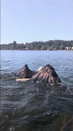 Bald eagle Lake Samamish #fishing #kayak #kayakfishing