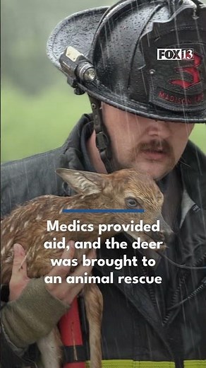 Firefighters rescue baby deer being carried by rising waters