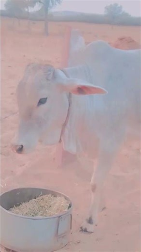 क्या आप जानते हैं भारत में गाय को मां का दर्जा दिया गया है #viral #song # viral # video #