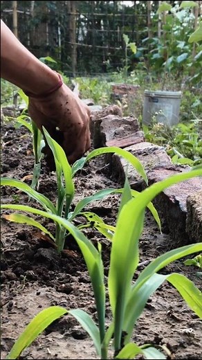 Maize Growth in 24 Days | Seed to Plant