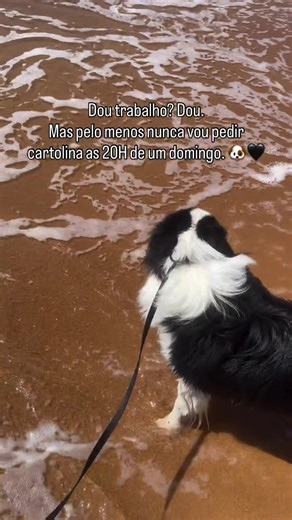 Pelo menos isso, né? 😂#fy #fyp #pet #bordercollie #border