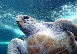 Loggerhead turtles have internal GPS