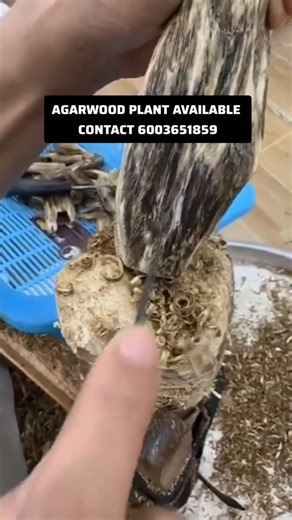 AFFORDABLE PRICE OF AGARWOOD PLANT #agarwoodfarming #agarwood #profitablefarming #viral #viralshort