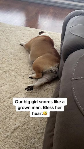 English Bulldog Snoring Compilation