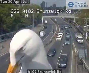 35K views · 197 reactions | I would give you the traffic report, but you can also use your GPS. Funny Videos Want to be featured? Message us videos you filmed to be featured on the page! | Funny Videos | Facebook