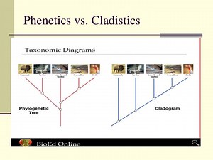 Phenetics vs. Cladistics - SlideServe