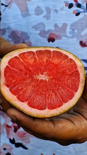 Ruby red grapefruit