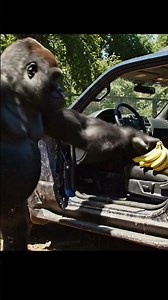 DONT FORGET BANANAS inside your car at a SAFARI🍌🚗
