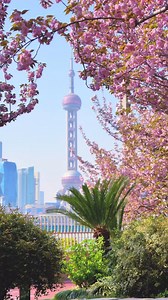 Strolling along Shanghai's North Bund, the pink cherry blossoms harmoniously blend with the city's vibrant energy. Across the river, the Oriental Pearl Tower complements the surrounding skyscrapers, creating a captivating scene.🌸😀 . . 📷️:JIANGZiYa . . Share your magical moment of Shanghai and tag #ipshanghai to be featured. . . . #ipshanghai #shanghai #cherryblossoms #spring #springtime #pink #floral #april #flowers #bloom #flower #springcolors | IP SHANGHAI