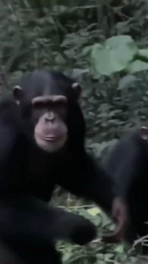 Sneaky Video of Chimps Going Wild from My Tent!