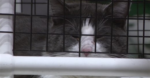 Hardin seeking solution for feral cat problem, and gas euthanization is out