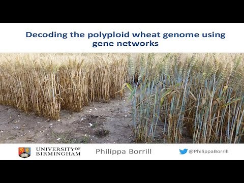 Webinar: Decoding the polyploid wheat genome using gene networks