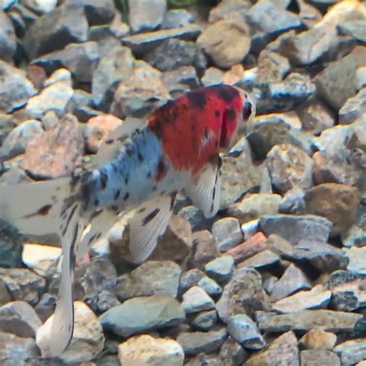 Northern Goldfish Breeder: AAA Quality Juveniles