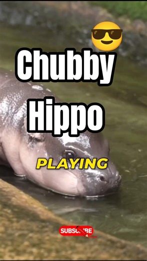 Cute & Funny Hippo Facts || African Dangerous hippo ||