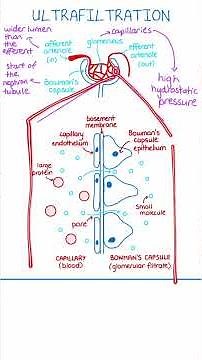 Ultrafiltration In The Kidneys | A-Level Biology