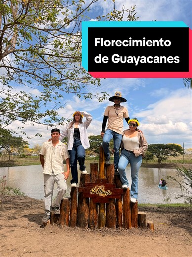 Florecimiento de Guayacanes en Colimes 2026