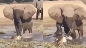 Elephant swings attacking crocodile and tosses it like a toy in viral video, netizens stunned