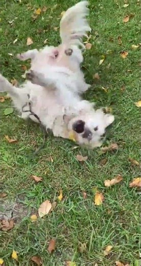 Silly puppy plays with her toys upside down {Golden Retriever Lilly}