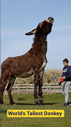 Tallest Donkey in the World 🫏😱 | Meet Dynamic Derrick (Guinness Record 2026)