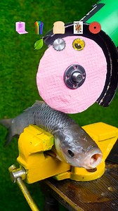 Stuff vs Fish #experiment #science #foodcutting #asmr | RHCB Experiments