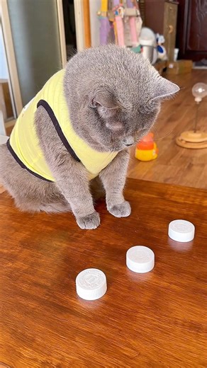 🐱 बिल्ली का दिमागी चैलेंज | तीन राउंड में जीत गई सब कुछ 😲