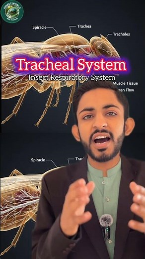 How Insects Breathe Without Lungs? | Tracheal System Explained | Entomology