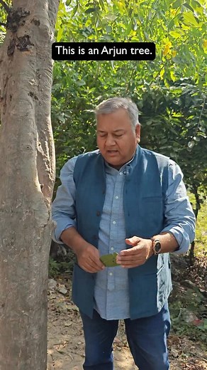 154K views · 23K reactions | Some trees change the character of a place without drawing attention to themselves. Arjun does that beautifully. It strengthens the soil and brings a sense of long-term reliability to the space.  [Peepal Baba, Peepal Baba Says, native species, saplings, healthy soil, ecosystem, Jamun tree, green cover, soil health, reforestation, plant a tree, afforestation, Arjuna tree, Peepal Baba Foundation] | Peepal Baba | Facebook