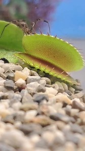 奈 Simply a masterpiece   Venus fly traps snacking on a roach in the purple sand of Pluto  #carnivorousplant #tropicalplants #venusflytrap #flytrap #nepenthes #drosera #sundew #cephalotus #sarracen | Carnivorous Plants | Facebook