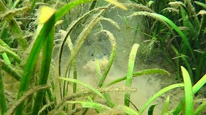 6.2K views · 65 reactions | So here is the last video of Rainbow Springs for today.... you've seen how beautiful and healthy the preserve area looks? how many fish, turtles and plants? And yet, not even a rainbow can escape the algae. I think this guy might be teling us about it! | Florida SpringsFest | Facebook