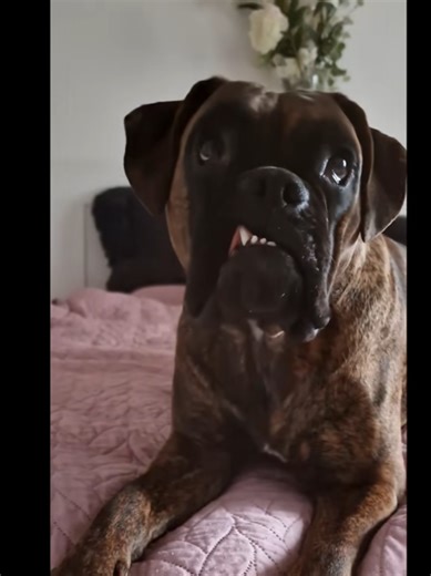 I remember i love you #dog #abcboxer #love #cutedog #remember