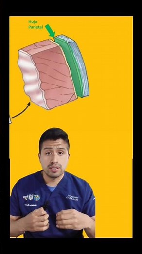 Everything you need to know about the pericardium, heart anatomy summary #heart #anatomy