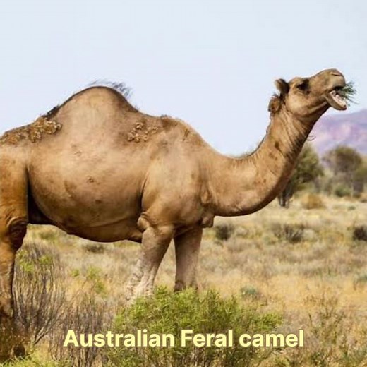 Australian Feral camel hunt p2 #hunting #animals #camel