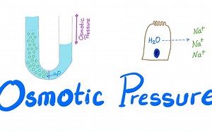 Osmotic Pressure | Physiology