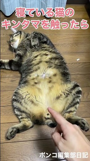 寝ている猫のキンタマを触ったら……#shorts
