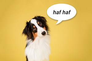 How Dogs Bark in Different Languages
