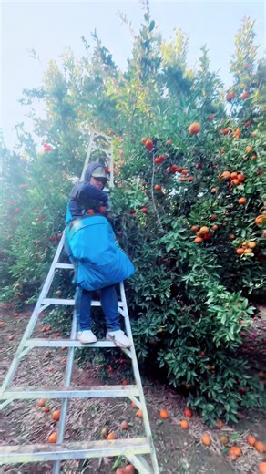 Life as a Field Worker in California