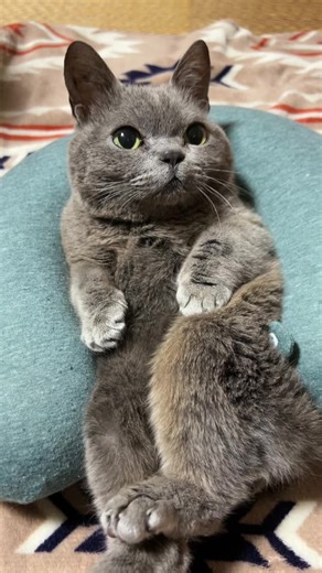 ドワーフキャットとトトロの日常