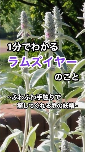 【1分でわかる】ラムズイヤー｜ふわふわの葉で癒してくれるハーブ #shorts #植物