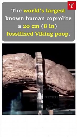 The largest human fossilized poop ever found , a 20 cm Viking coprolite. #shorts #new #trending